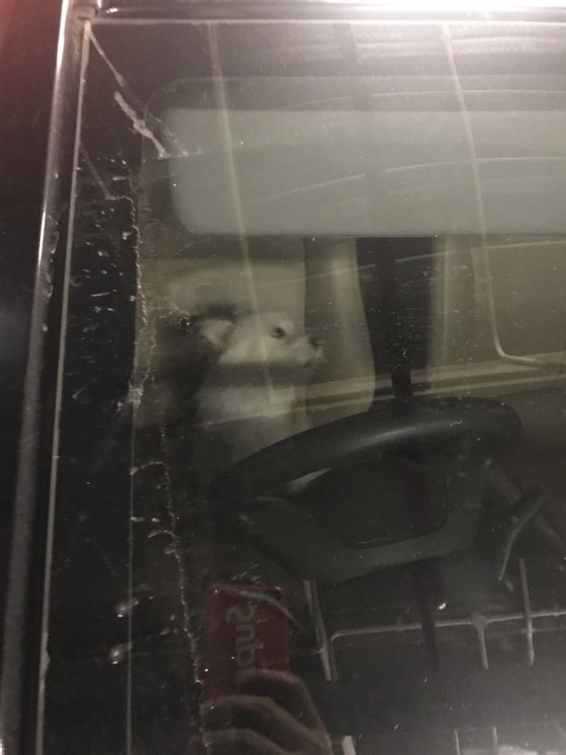 Kondisi anjing Valent saat di ditinggal pemiliknya di dalam mobil (Twitter/tommyprabowo)