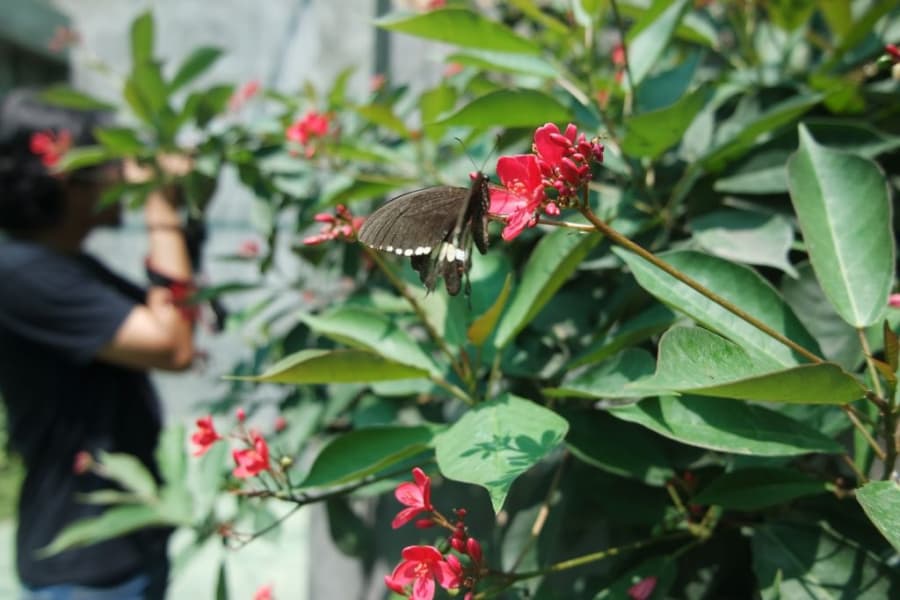 Kupu-kupu di Alian Butterfly Park (len-diary.com)