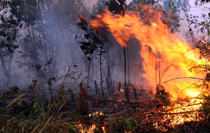 Kebakaran Hutan (Kembali) Ancam Indonesia