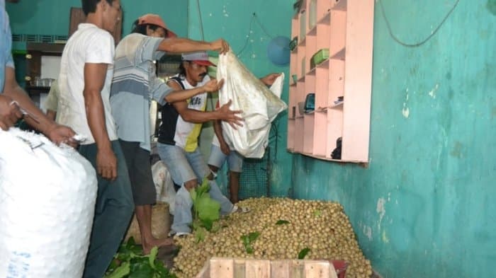 Panen buah duku oleh para petani di Desa Kalikajar. (Tribunnews.com)