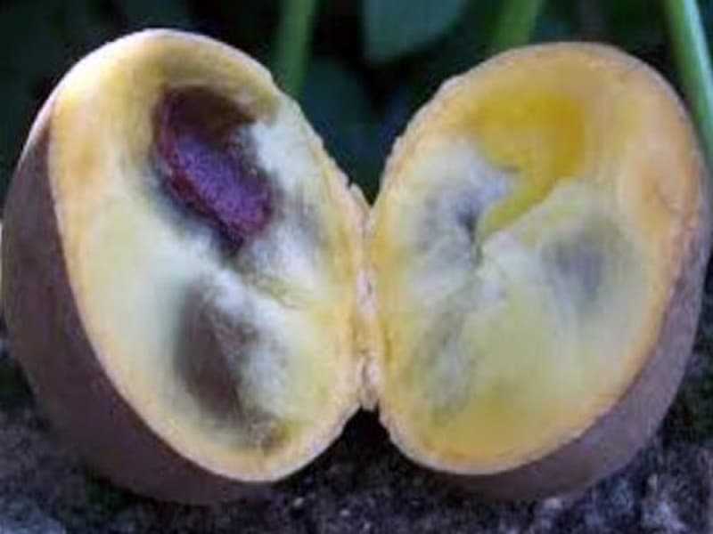 Kepel: Sekepal Buahnya, Banyak Manfaatnya