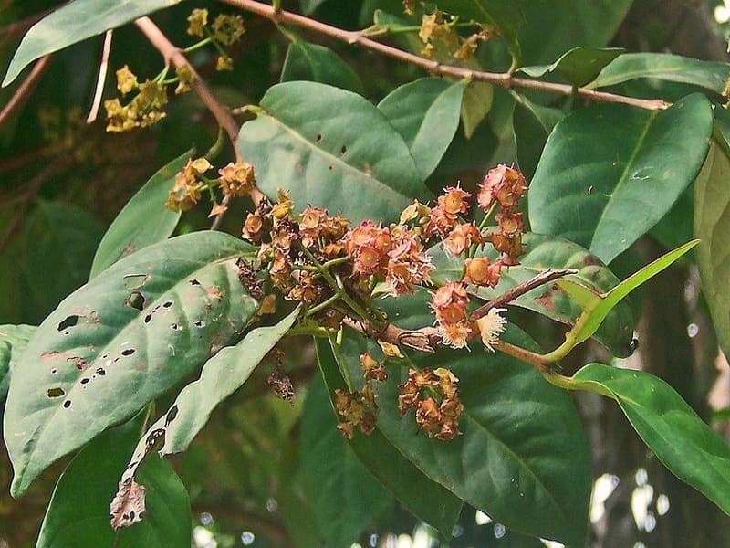 Senarai Flora Identitas Daerah di Jawa Tengah: Pohon Salam, Maskot Bumi Sukowati