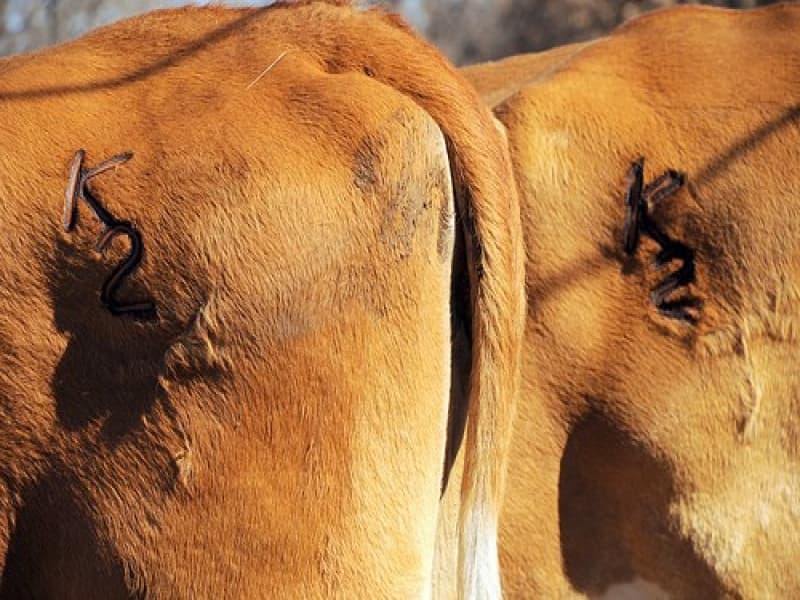 Angka pada tubuh sapi yang dibuat dengan stempel besi panas untuk menandai. (masirul.com)