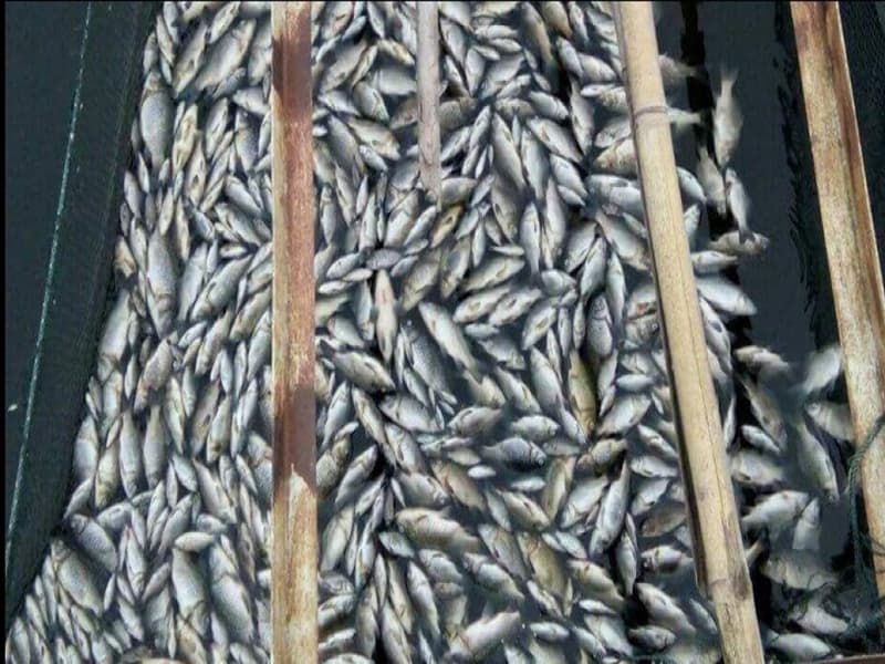 Fenomena alam yang menyebabkan ratusan ton ikan mati mendadak di Waduk Jatiluhur Jawa Barat. (Liputan6.com/Abramena)