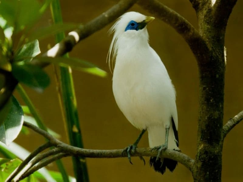 Burung jalak bali (Leucopsar rothschildi). (jalaksuren.net)