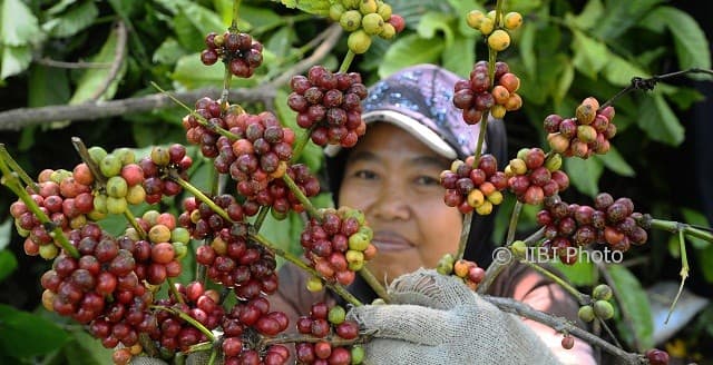 Petani lereng Gunung Muria, Dawe, Kudus, Jateng, Senin (31/7/2017), memanen kopi robusta hasil budi daya mereka. (JIBI/Solopos/Antara/Yusuf Nugroho)