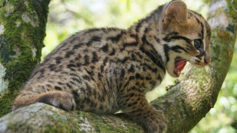 Jenis kucing hutan yang disebut kucing batu. (greenleafology.blogspot.com)