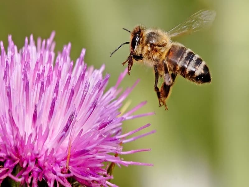 Lebah madu, maskot fauna Kabupaten Batang, Jawa Tengah (maduqueenbee.com)