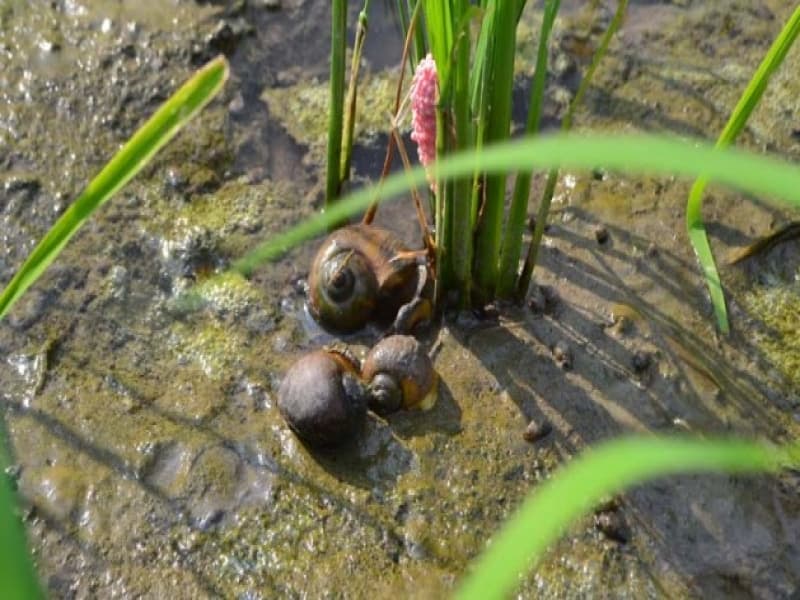 Benar Nggak Keong Sawah Bisa Gantikan Daging Sapi?