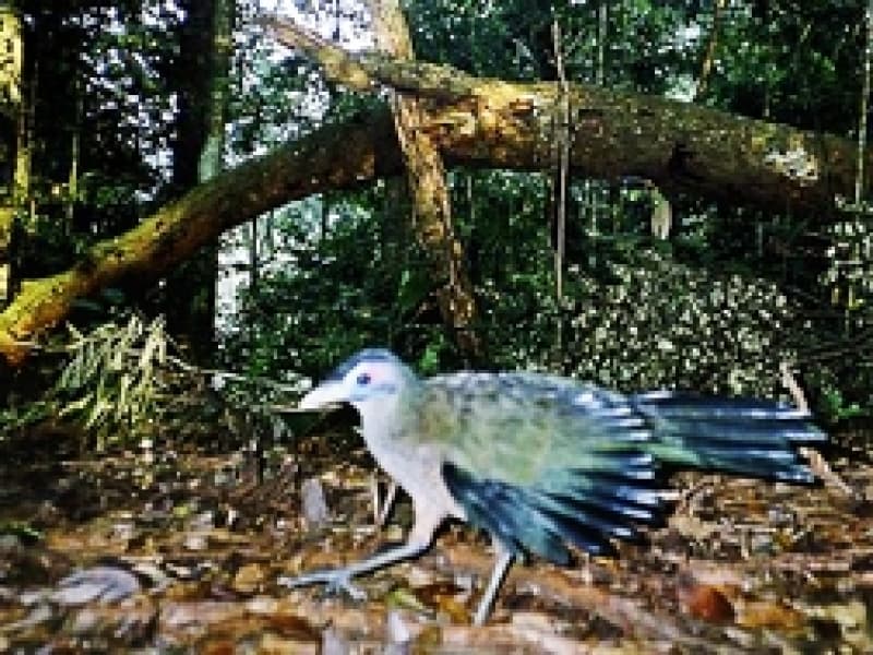 Burung tokhtor sumatera (Carpococcyx viridis) yang terancam kepunahan. (alamendah.org)