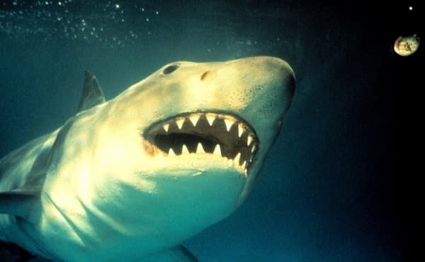 Film Jaws tahun 1983 sebelum ada efek CGI. (Listal)