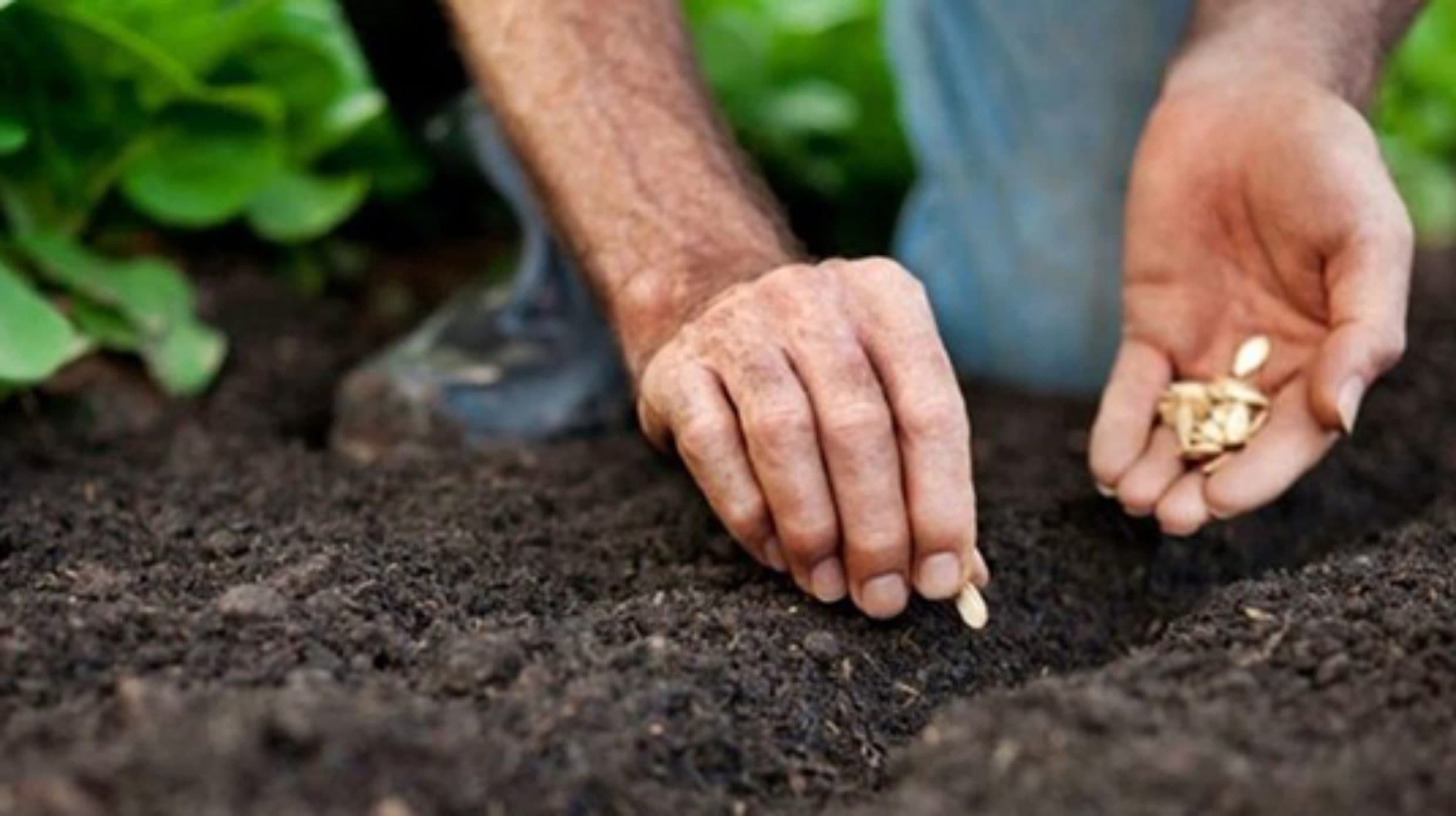 Beli Kaos di Sini Dapat Bonus Bibit Tanaman