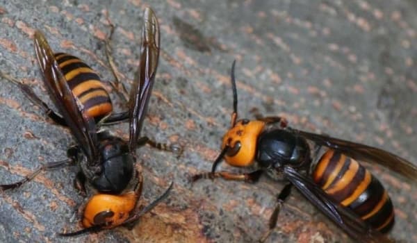 Tawon "Ndas", Tawon Predator yang Tewaskan 7 Warga Klaten