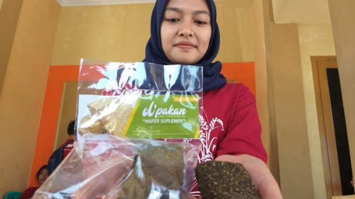 Wafer Penggemuk Sapi? Ada Dong!