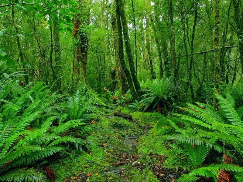 Hutan Hujan Tropis Sumatera (Pffiellavevania)