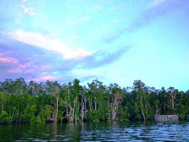 Karbon Biru pada wilayah mangrove yang sedang dilestarikan di Kaimana, Papua Barat. (Mongabay)