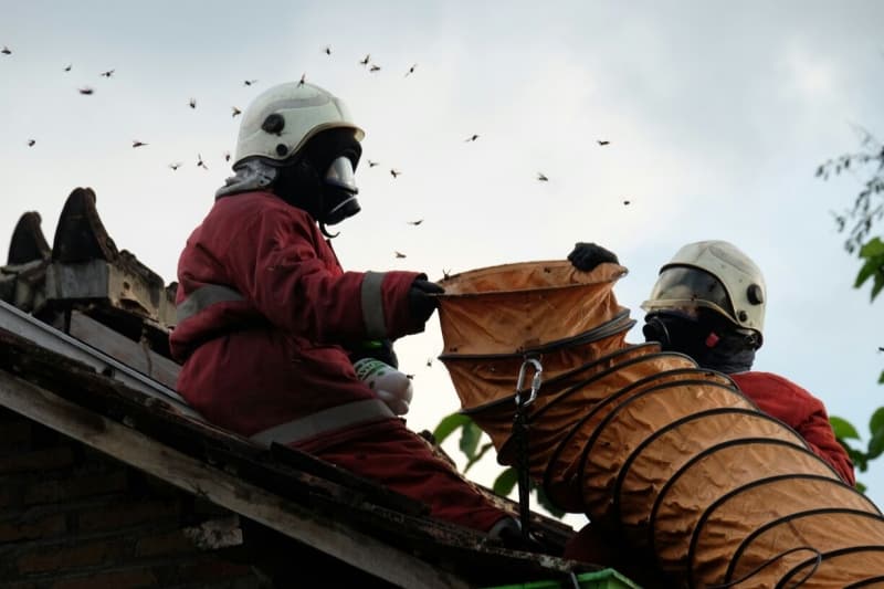 Pemkab Klaten Siapkan Strategi Basmi Tawon dengan OTT