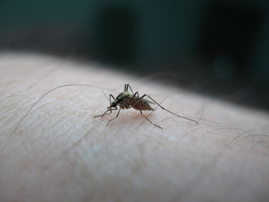 Nyamuk Aedes aegypti penyebab demam berdarah (Sarihusada)