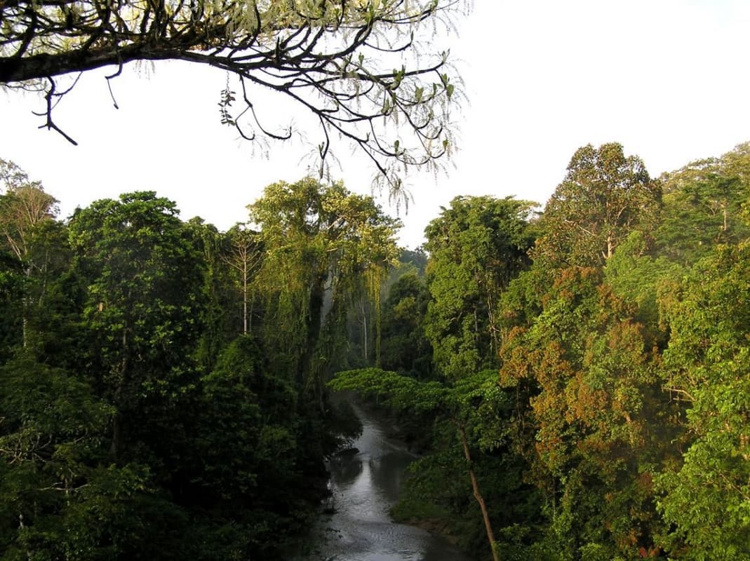 Hutan hujan tropis Sumatera yang terancam punah. (Wacana)
