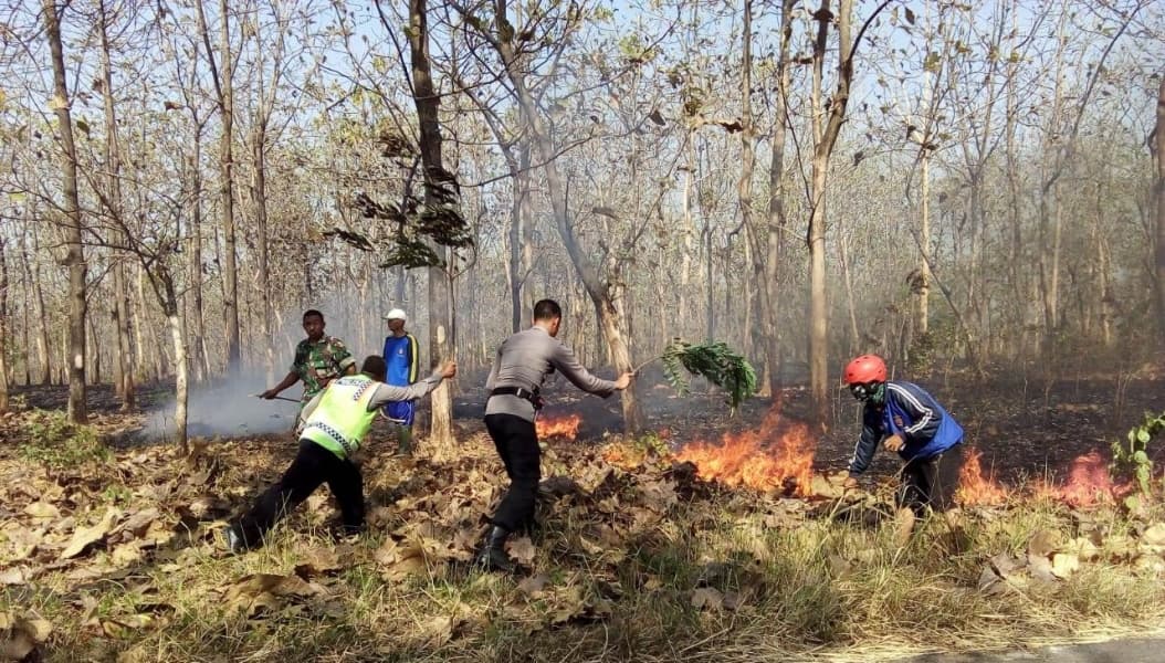 Kebakaran Hutan Jati Kubangkangkung, Cilacap Berhasil Dipadamkan