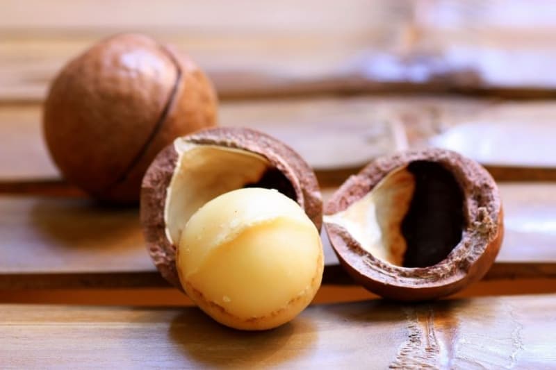 Kacang macadamia menjadi salah satu komoditas yang menjanjikan keuntungan tinggi dan cocok ditanam di Indonesia. (Ecellulitis.com)