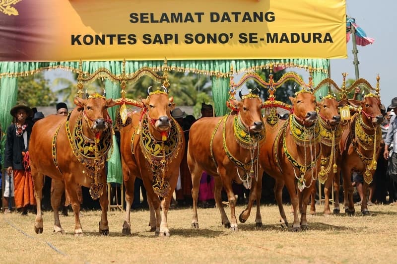 Sapi Sonok adalah kontes kecantikan untuk sapi. Sapi-sapi itu dinilai berdasarkan kecantikan dan keselarasan gerak. (Zainulhariss.blogspot.co.id)