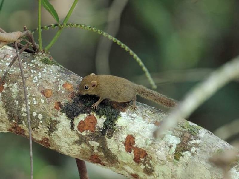 Kurahing, Tupai Terkecil Dunia yang Tinggal di Pegunungan Meratus, Kalsel