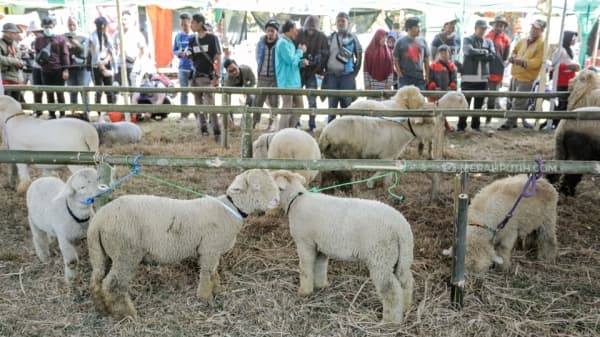Dikembangbiakkan, Domba Texel Tunjang Ekonomi Masyarakat Dieng