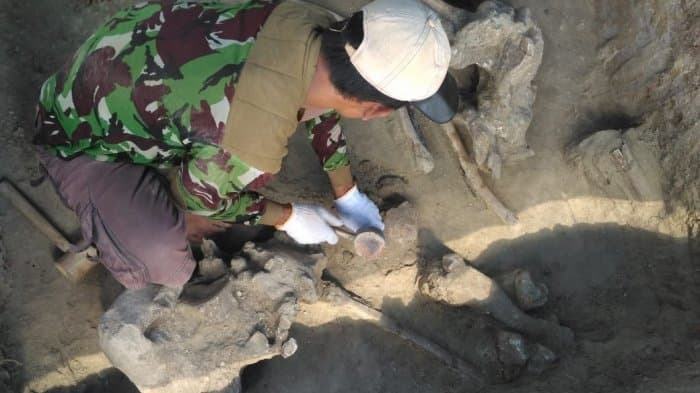 Sebanyak 28 Fragmen Fosil Gajah Purba Ditemukan di Pati