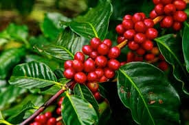 Jenis-jenis hama yang sering menyerang tumbuhan kopi. (Paktani.net)