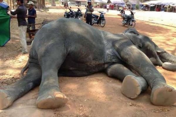 Dua ekor gajah di Angkor Wat mati usai angkut turis. (Nextshark)