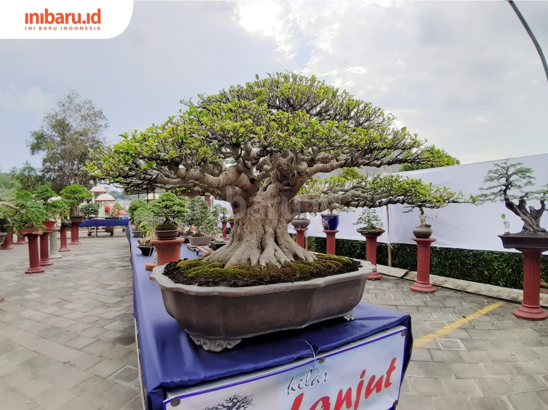 Mengenal Berbagai Model Bonsai yang Unik dan Menyegarkan Mata