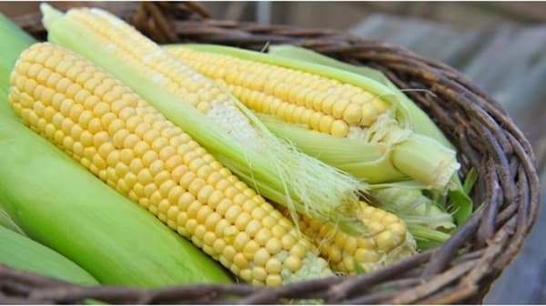 Jangan Salah, Jagung Juga Punya Banyak Khasiat untuk Kecantikan!